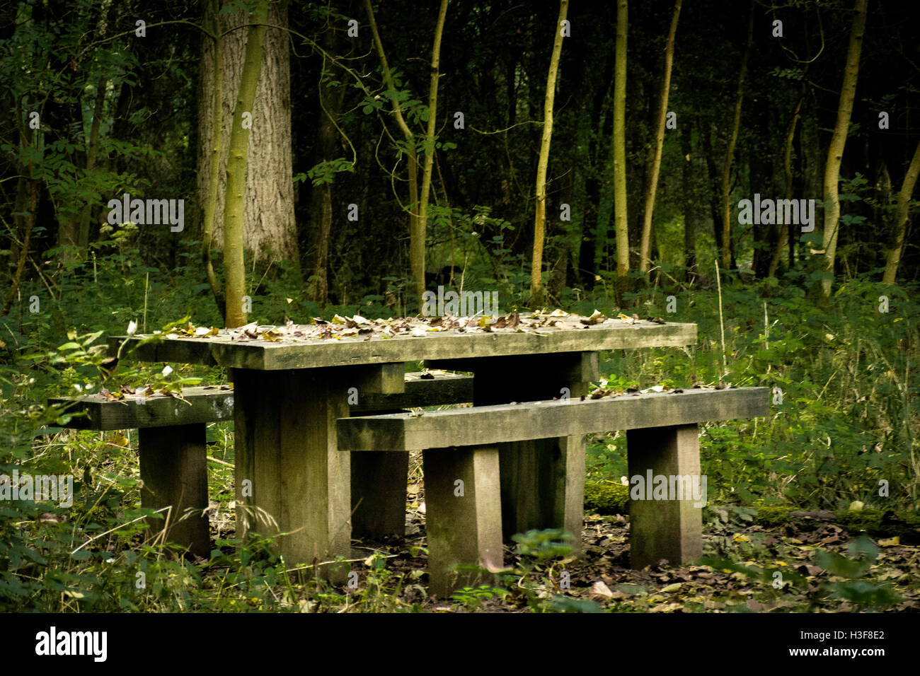 wooden picnic bench covered in autumn leaves in the woods Stock Photo ...