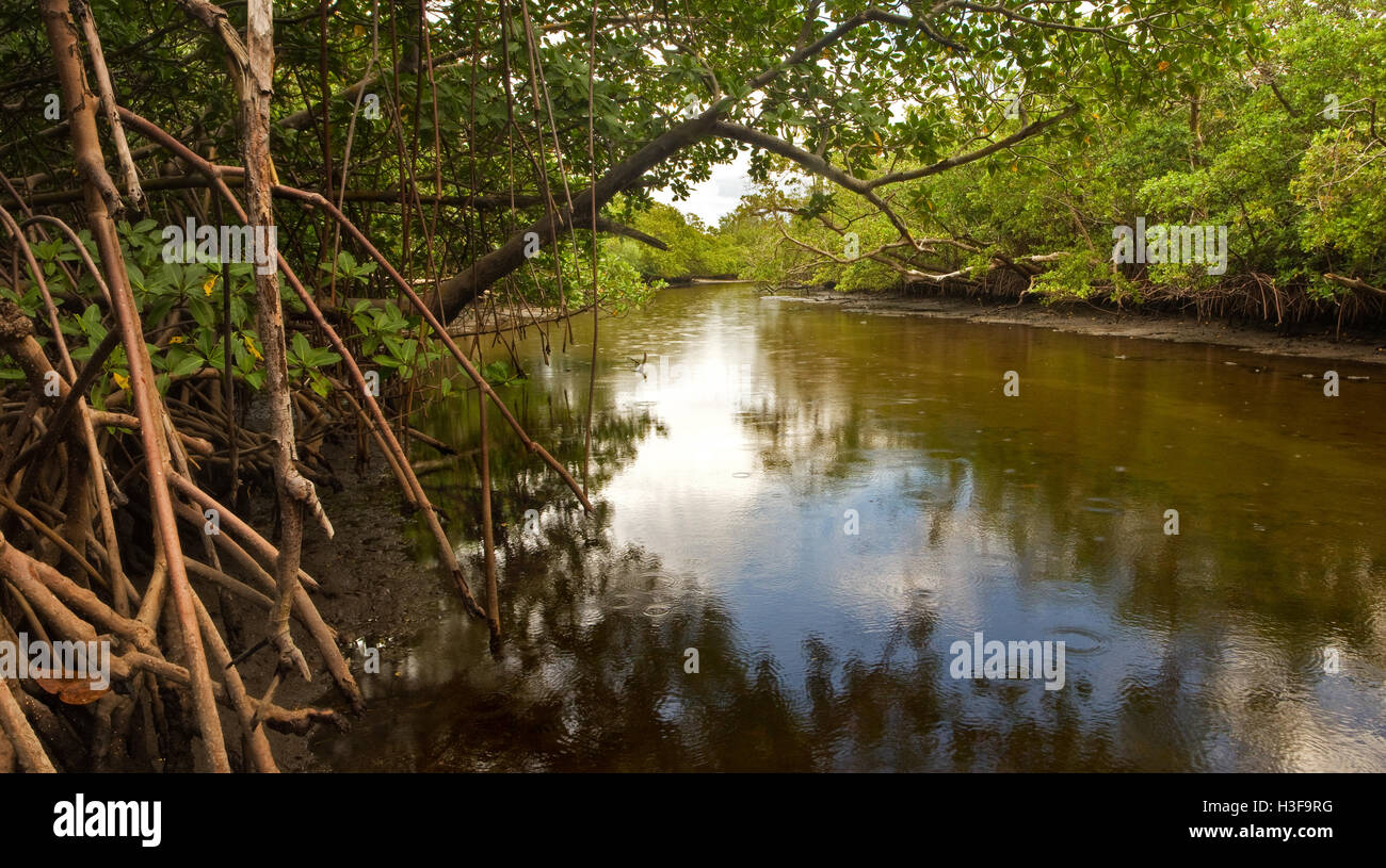 A small brackish creek flanked by mangrove trees and swamp in South Florida, in late afternoon Stock Photo