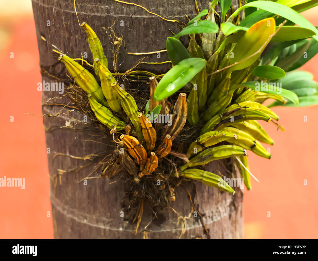 closeup shot of Lindley's Dendrobium, Dendrobium lindleyi, or Dendrobium aggregatum Stock Photo