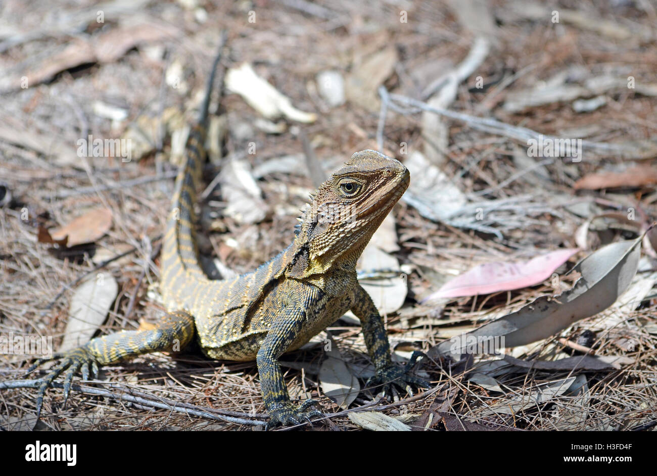 Australian Eastern Water Dragon (Itellagama lesueurii) in Sydney bushland, Royal National Park, Australia Stock Photo