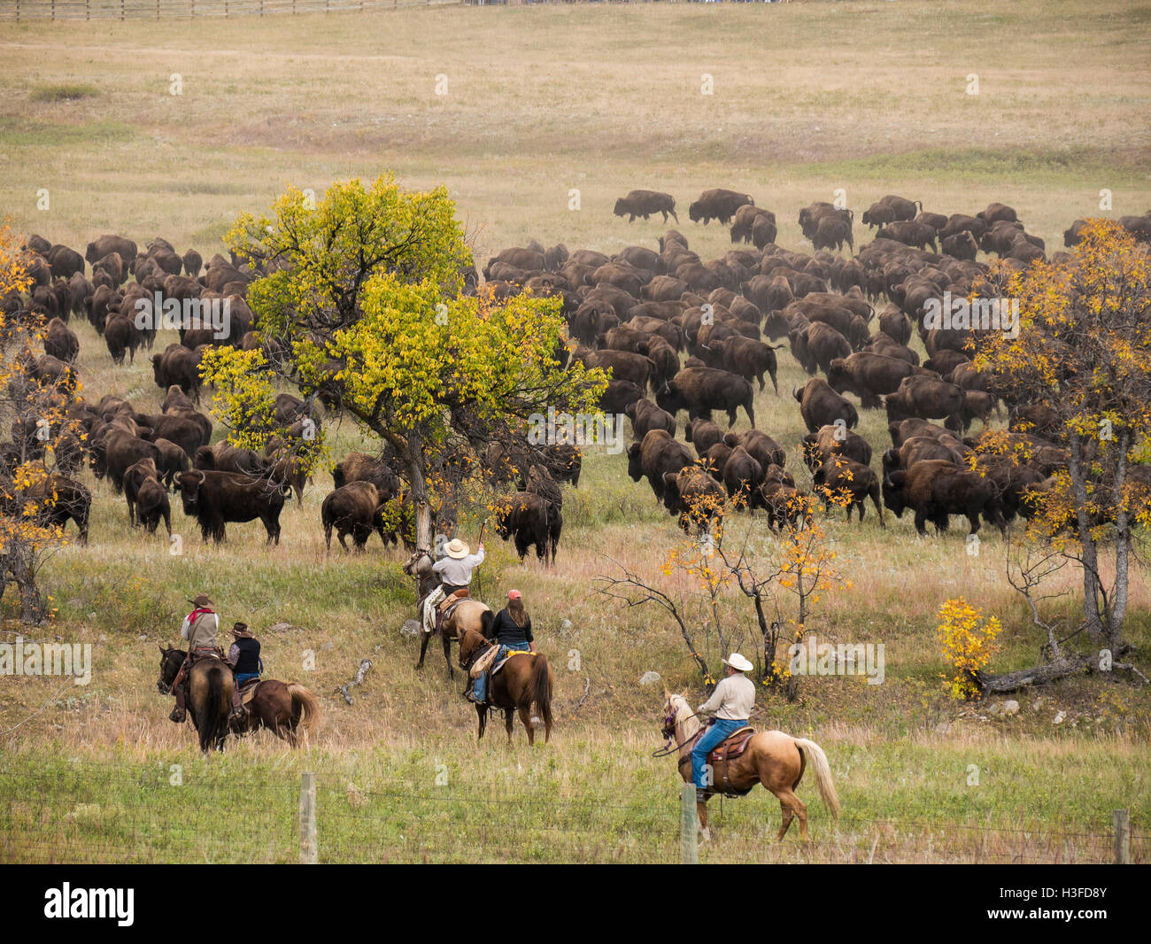Buffalo Roundup, South viewing area, Custer State Park, South Dakota