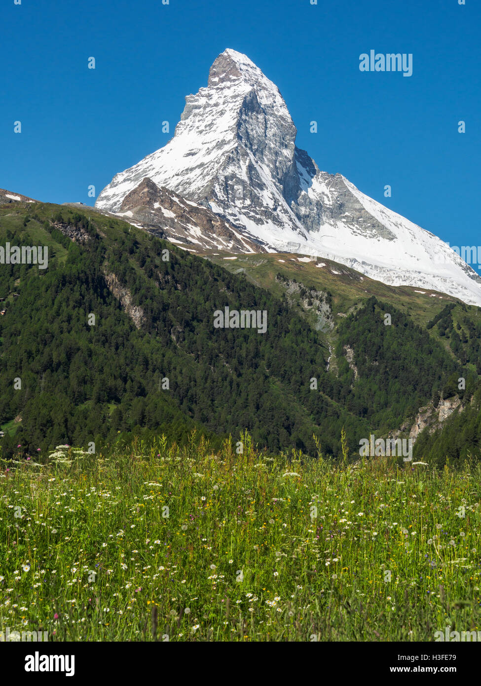 Zermatt In Spring Matterhorn peak in sunny day with flower field in foreground, Zermatt ...