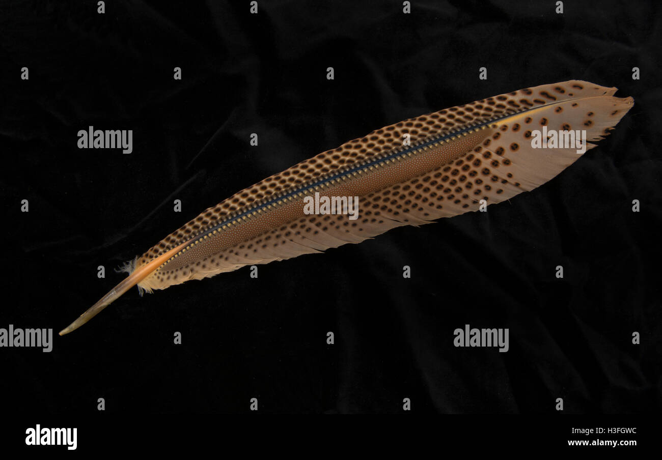 Left Primary feather, male Argus Pheasant, Argusianus argus. Stock Photo