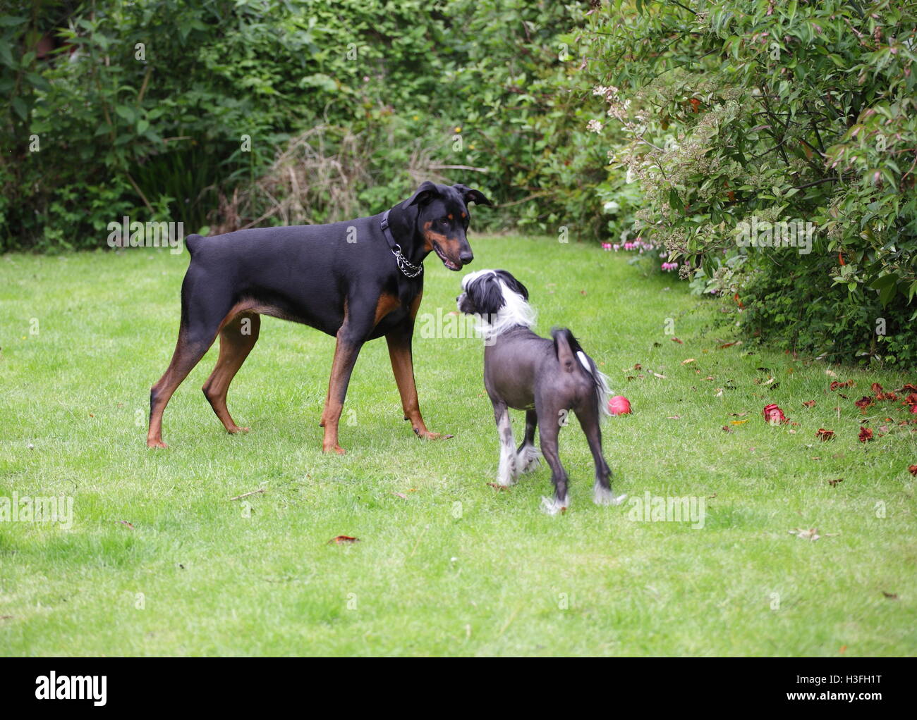 Two dogs playing in the garden Stock Photo - Alamy