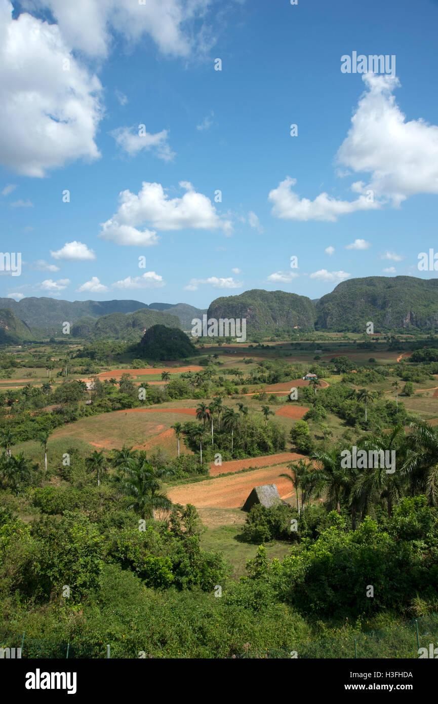 vertical view of a thatched tobacco drying house in the Valle de Vinales in Cuba with jungle covered mogotes in the background Stock Photo