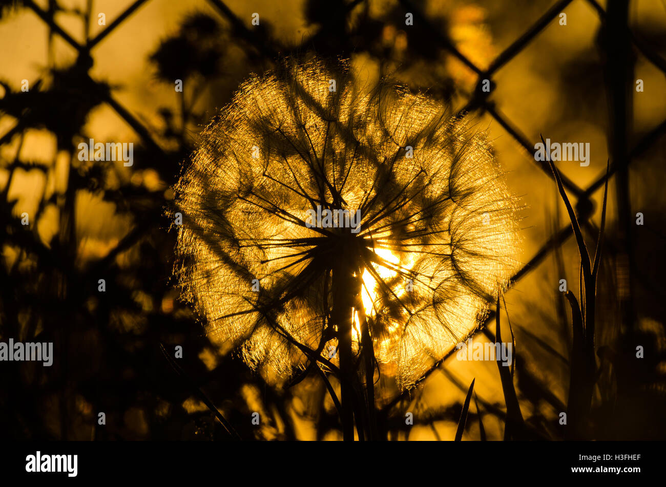 Sunset and back lighting dandelion Stock Photo