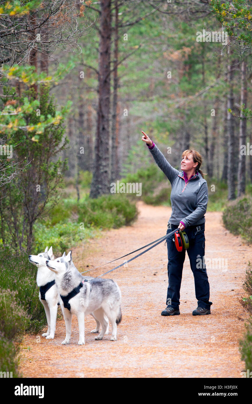 Woman pointing towards a red squirrel in the Rothiemurchus Forest  on the Rothiemurchus estate with two Huskies on leads looking also, Scotland Stock Photo