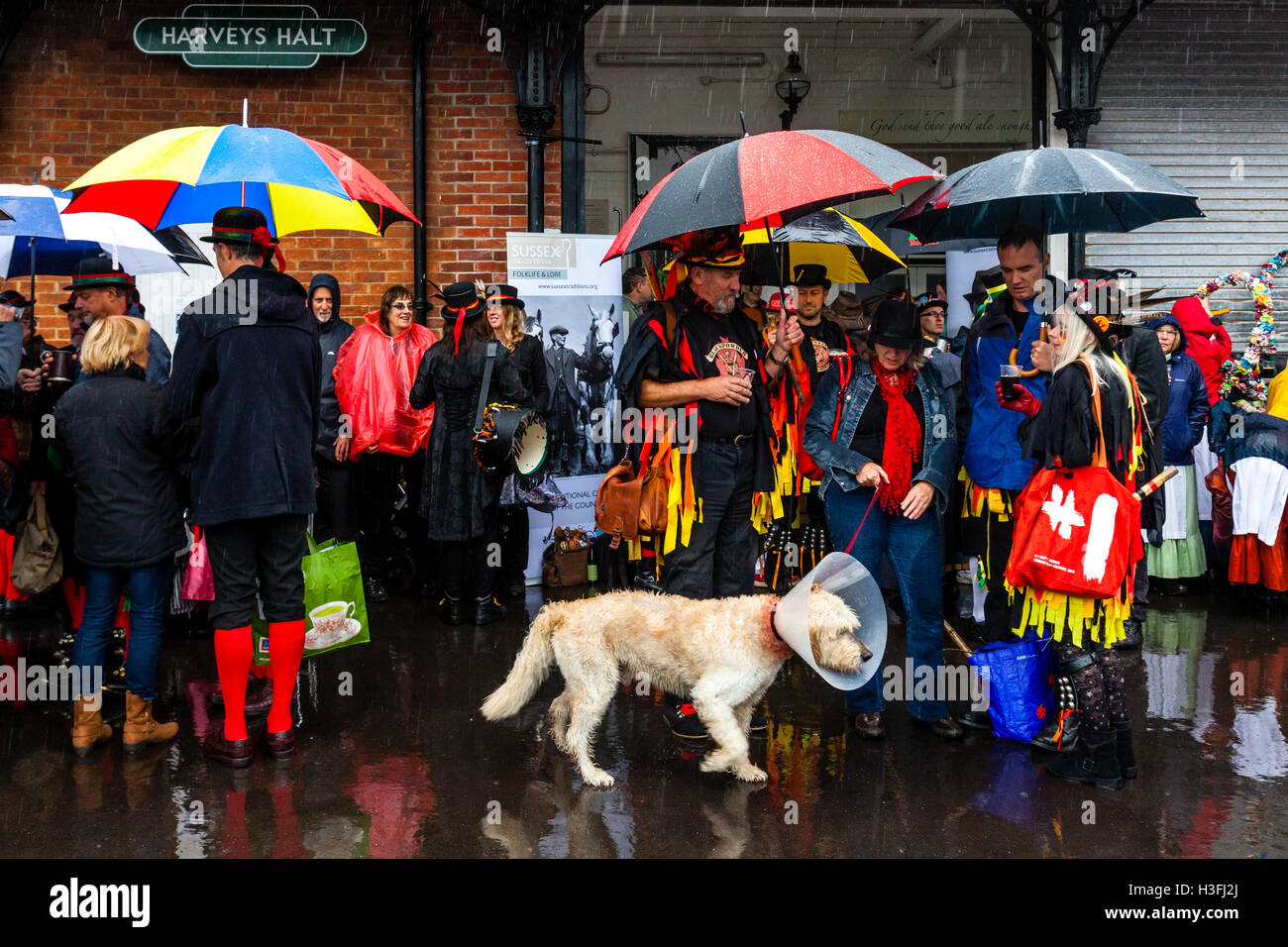 Morris Dancers Stand In The Rain Waiting To Perform In The 'Dancing In The Old' Event Held At Harvey's Brewery, Lewes, UK Stock Photo