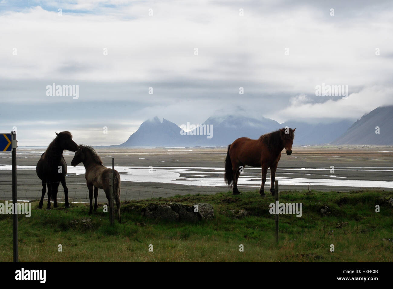 horses ponies in Iceland Stock Photo