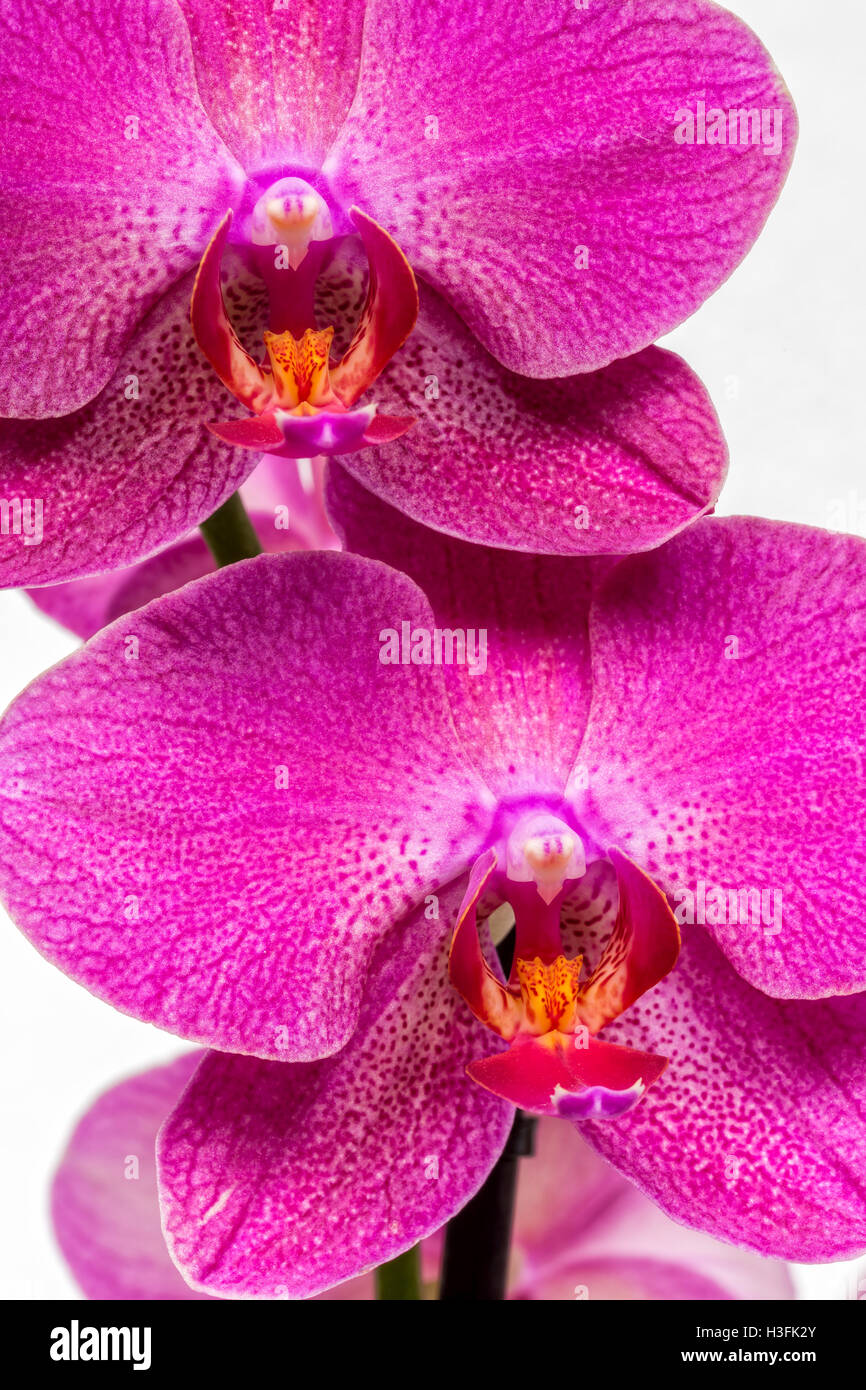 Pink streaked orchid flower on white background Stock Photo - Alamy