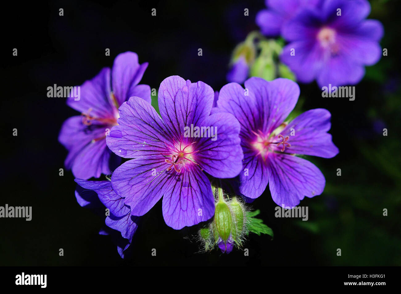 flowers near me, flower delivery Stock Photo: 122661169 ...