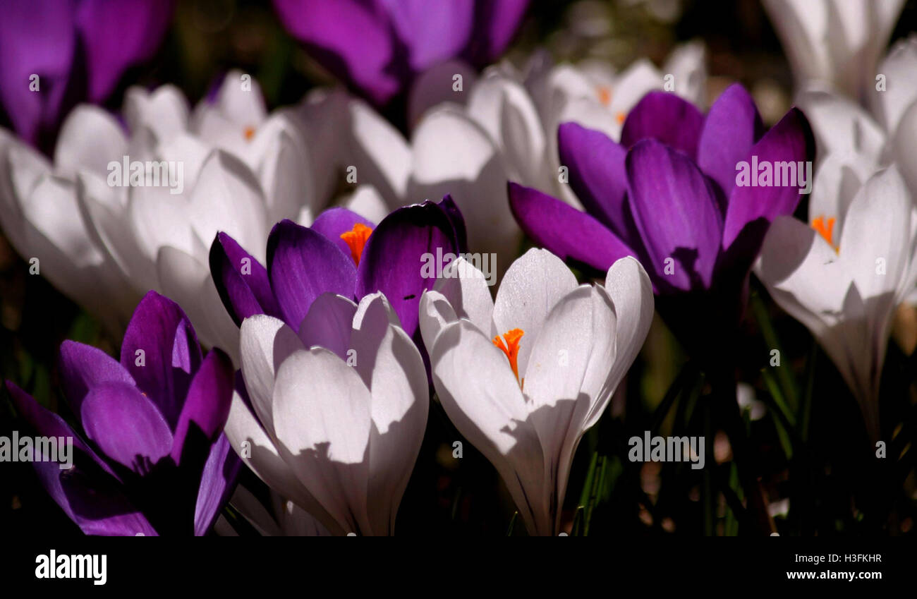Flowers Near Me Flower Delivery Stock Photo Alamy