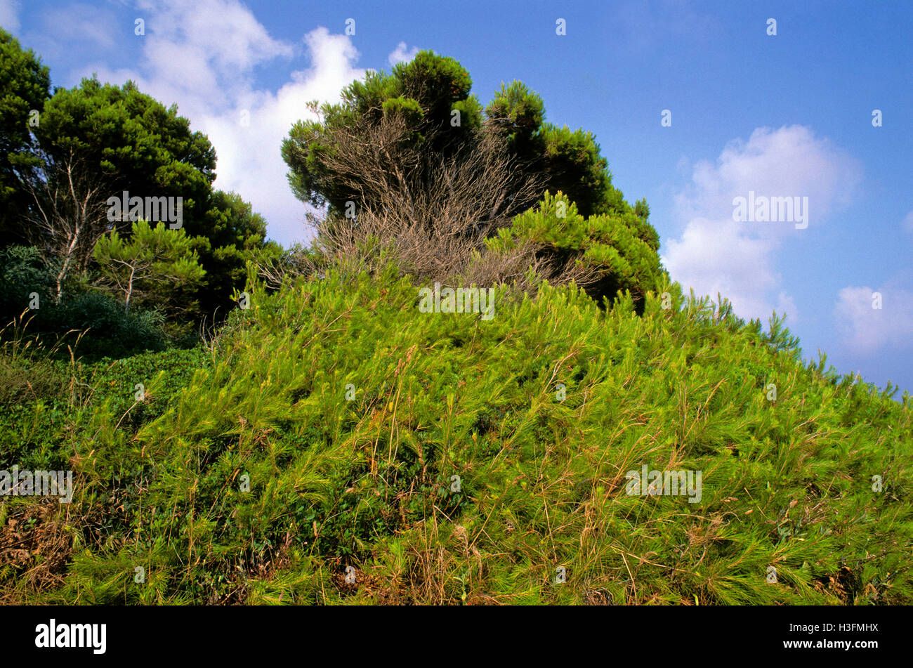 Pino d'Aleppo, aleppo pine (Pinus halepensis), Cilento - Vallo di Diano and Alburni National Park, Salerno, Campania, Italy Stock Photo