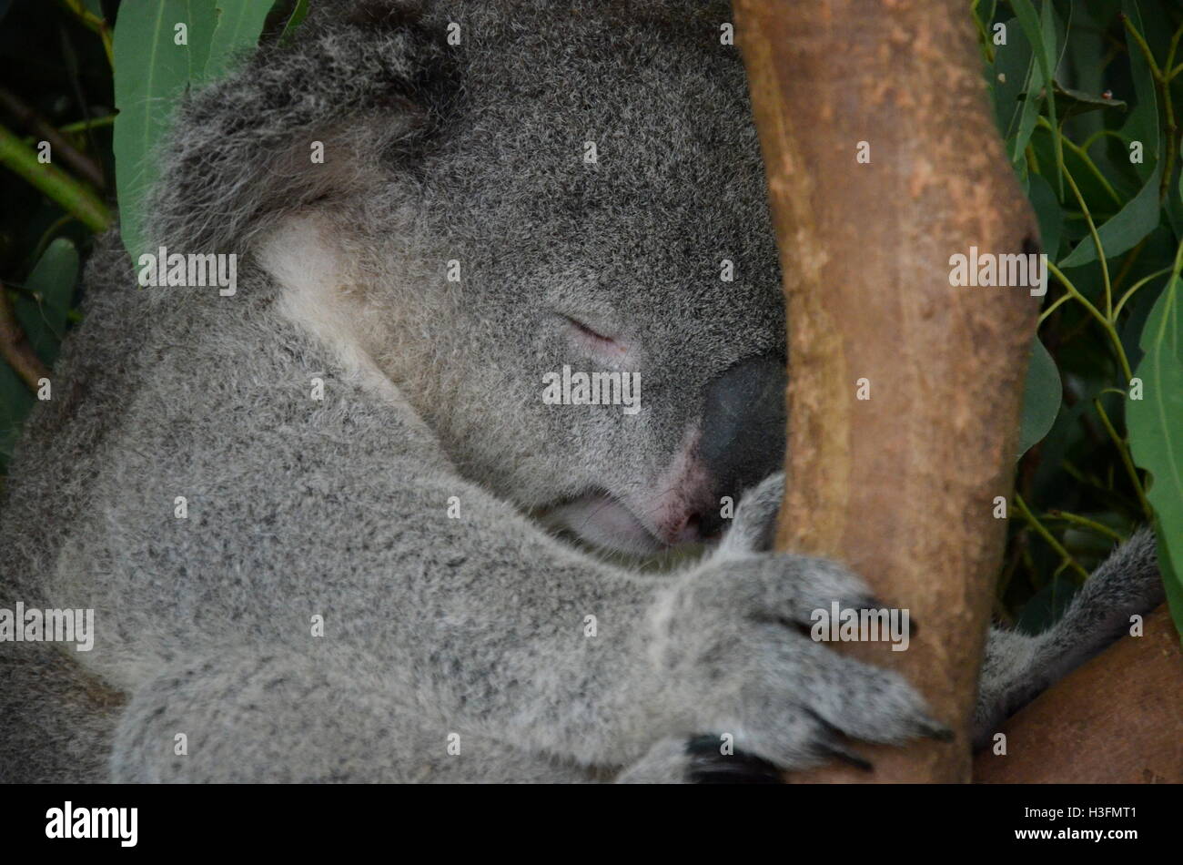 Closeup of a sleeping koala sitting on an eucalyptus tree branch - Australian wildlife. Stock Photo