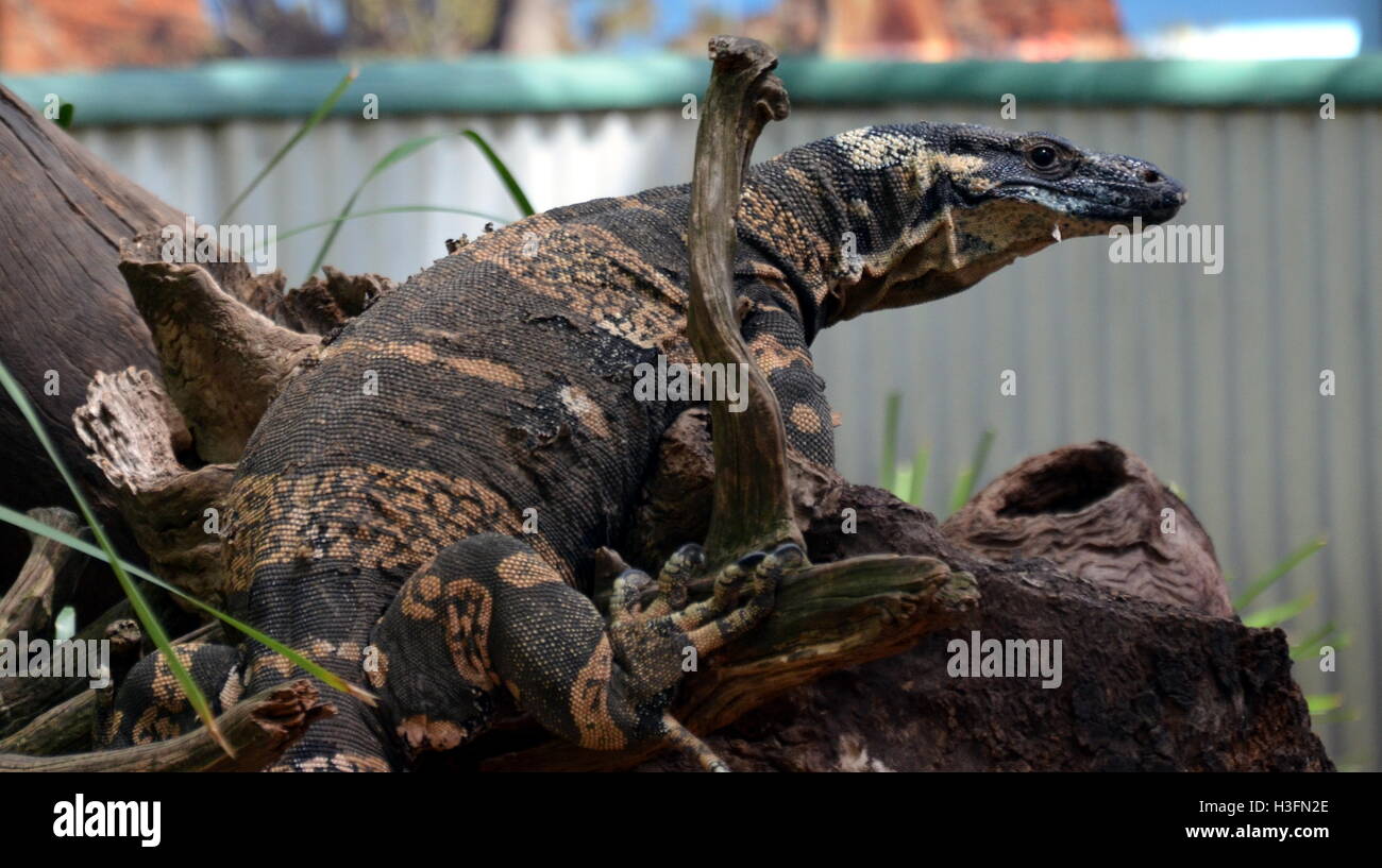 Jersey lizards hi-res stock photography and images - Alamy