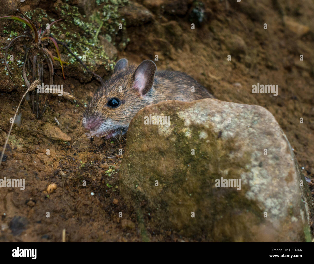 A tiny wood mouse on Yorkshire moorland.  Mice, although a common species, aren't easy to spot on the moors. Ilkley Moor, UK Stock Photo