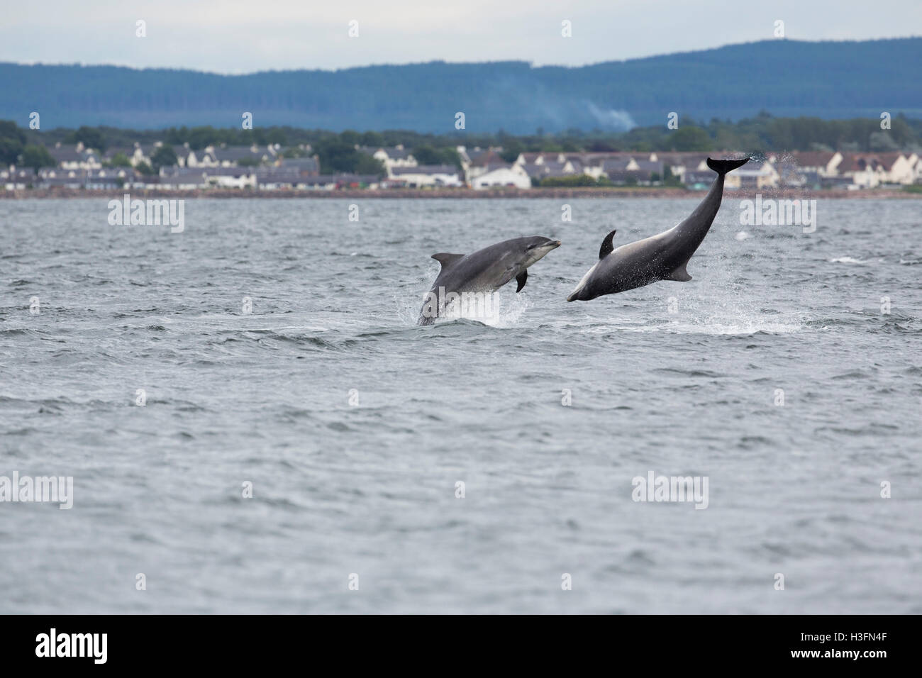 Bottlenose Dolphin; Tursiops truncatus Two Jumping Morray Firth; Scotland; UK Stock Photo
