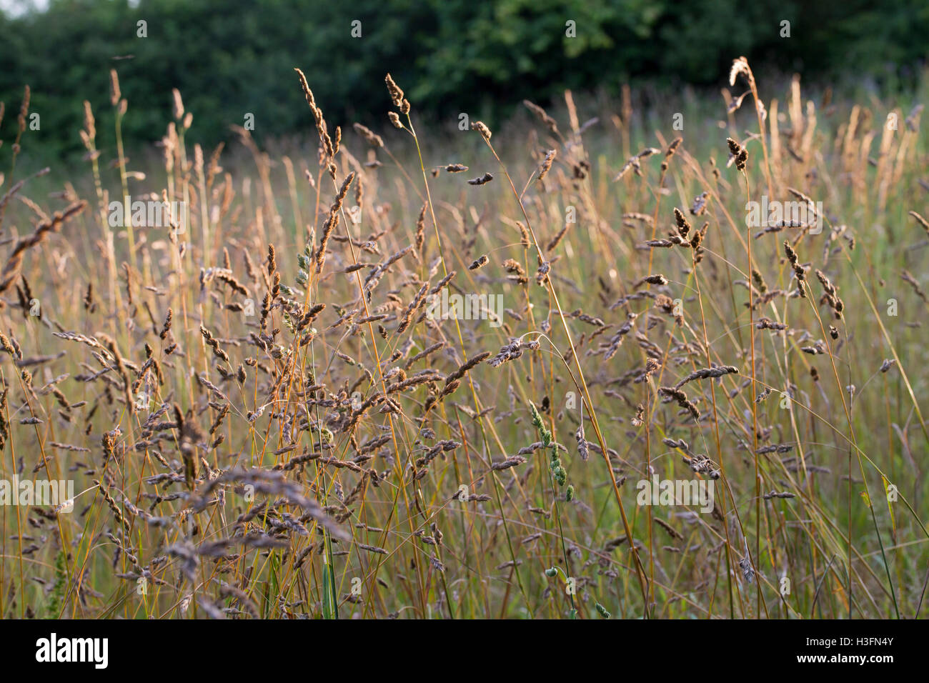 Cocksfoot Grass; Dactylis glomerata Flowers Cornwall; UK Stock Photo ...