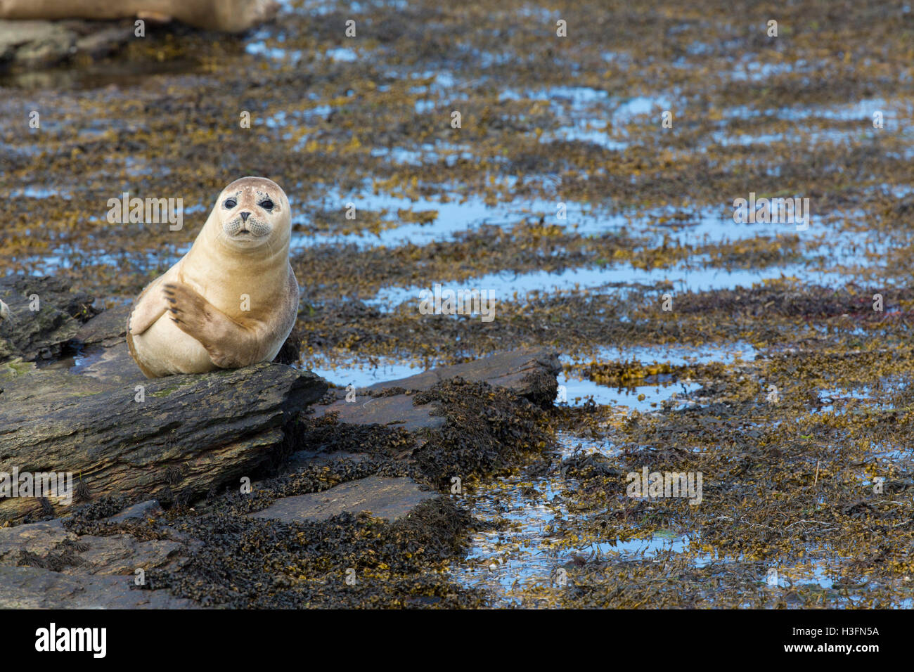 Common Seal; Phoca vitulina; Pierowall; Westray; Orkney; UK Stock Photo