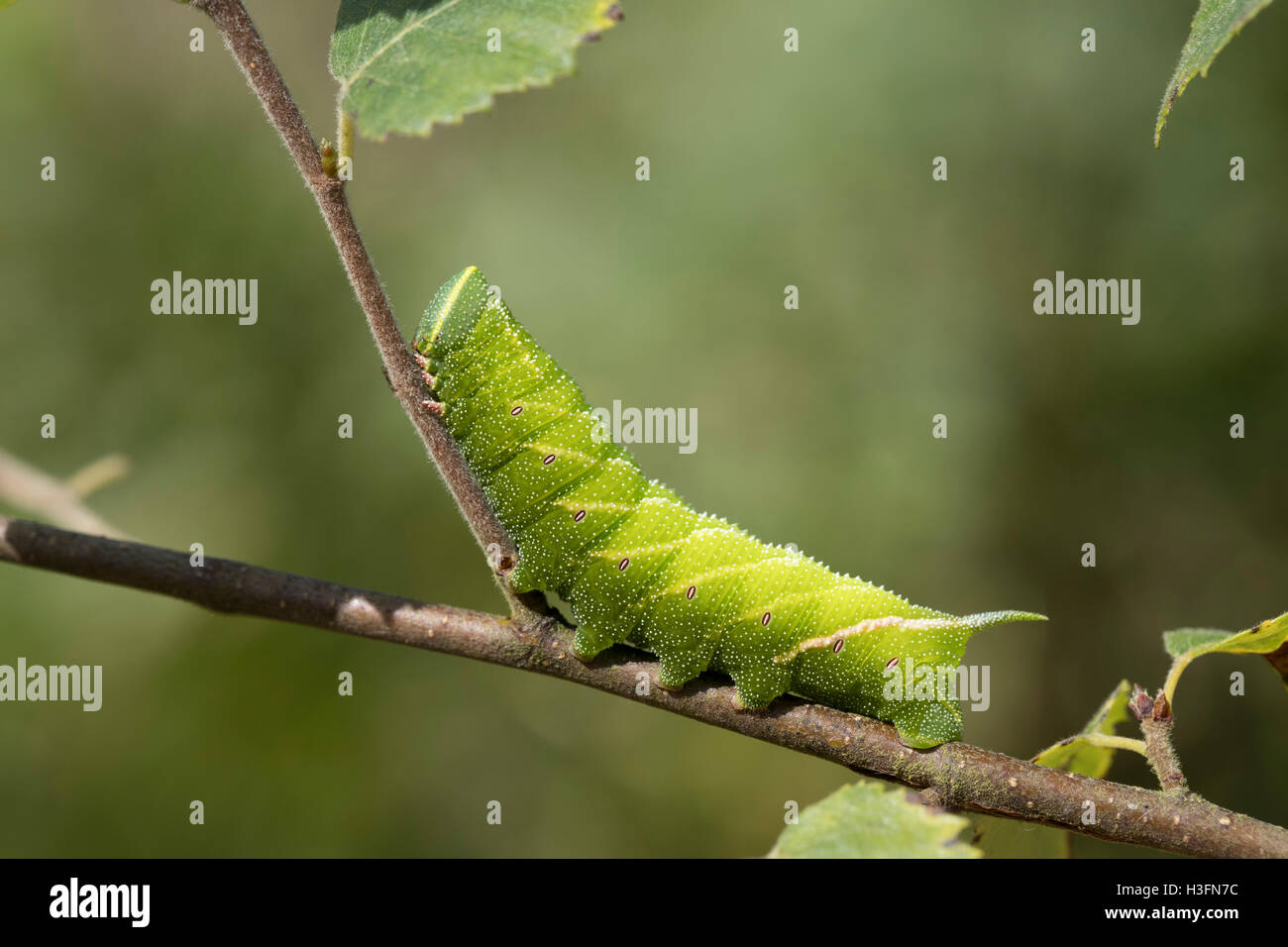 Bug eyed caterpillar hires stock photography and images Alamy