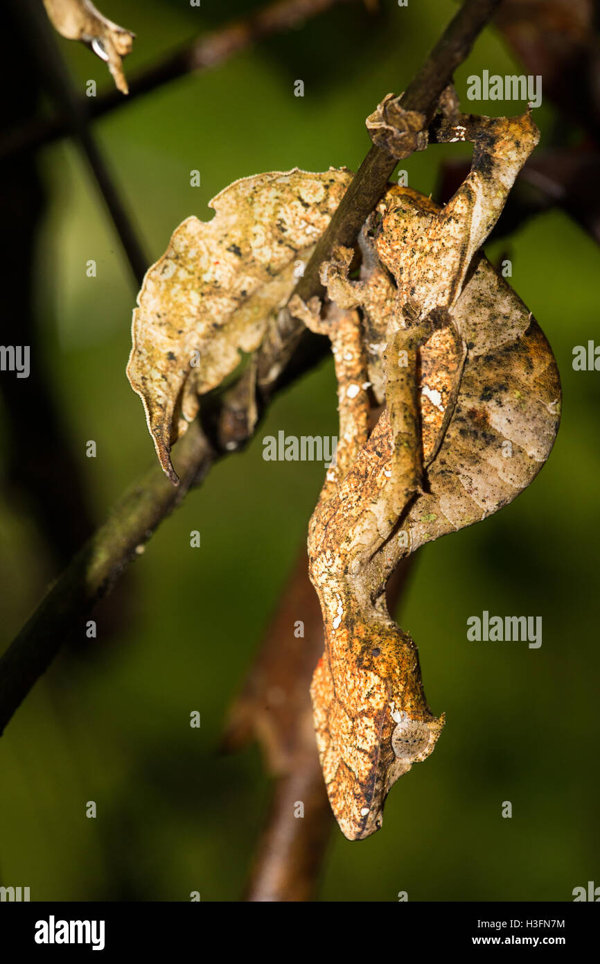 A Satanic Leaf-tailed Gecko hangs upside down from a branch.  Ranomafana National Park, Madagascar Stock Photo
