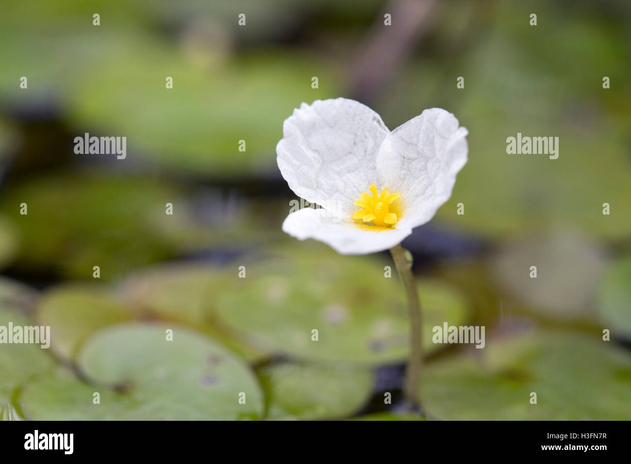 Frogbit; Hydrocharis morsus-ranae Flower and Leaves on Pond Cornwall; UK Stock Photo