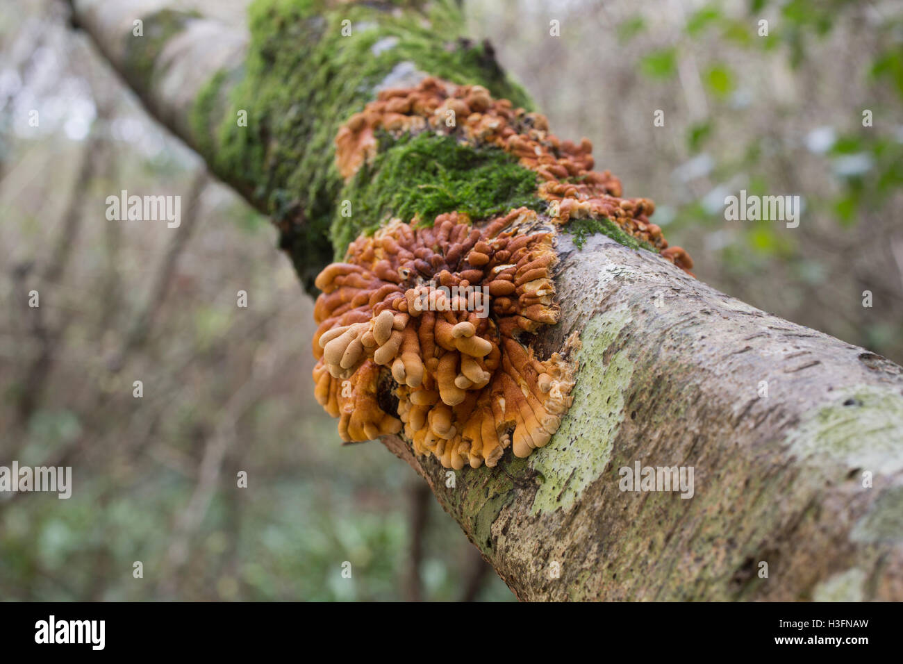 Hazel Gloves Fungus; Hypocreopsis rhododendri Cornwall; UK Stock Photo