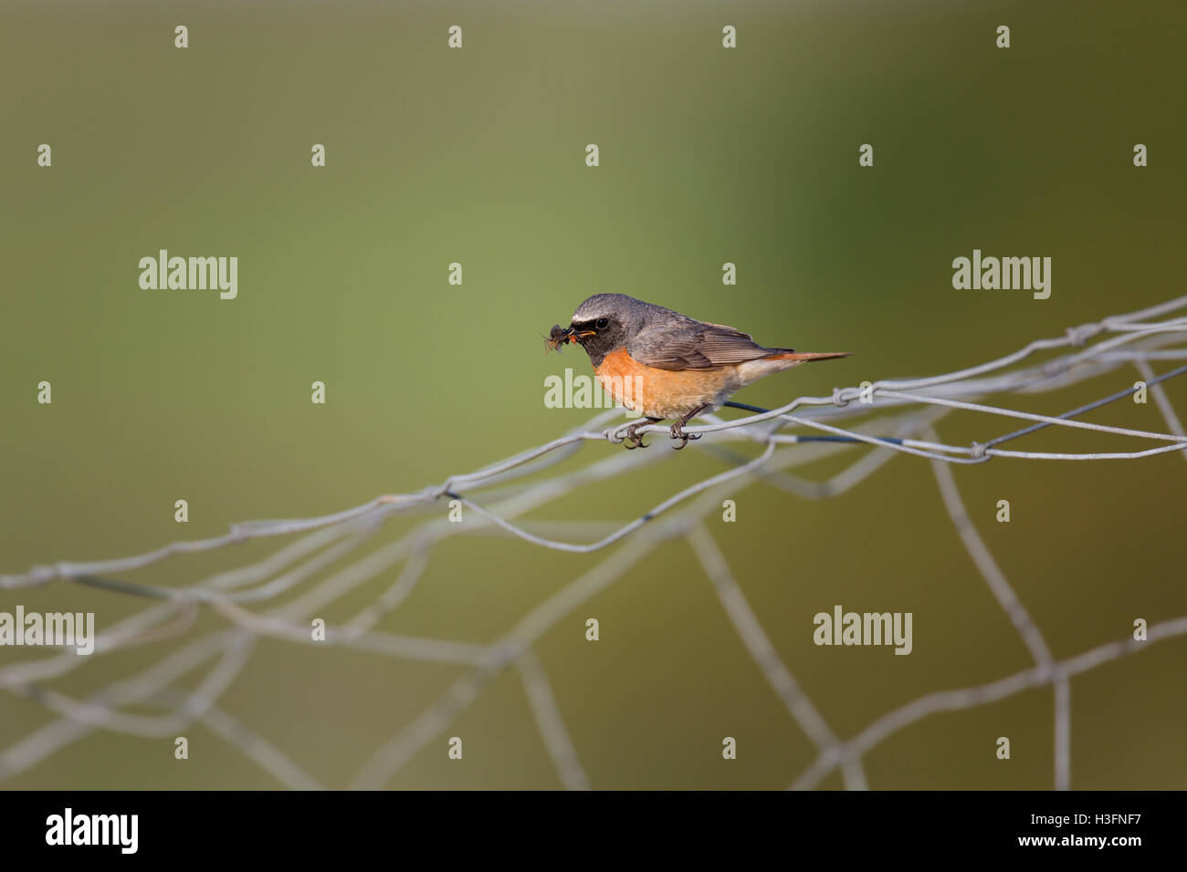 Redstart; Phoenicurus phoenicurus Single Male with Insect on Wire Devon ...