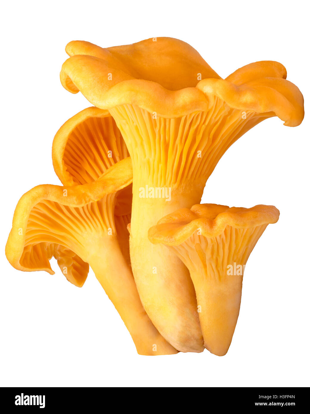 Chanterelle or girolle mushrooms (Cantharellus cibarius). Clippng path Stock Photo
