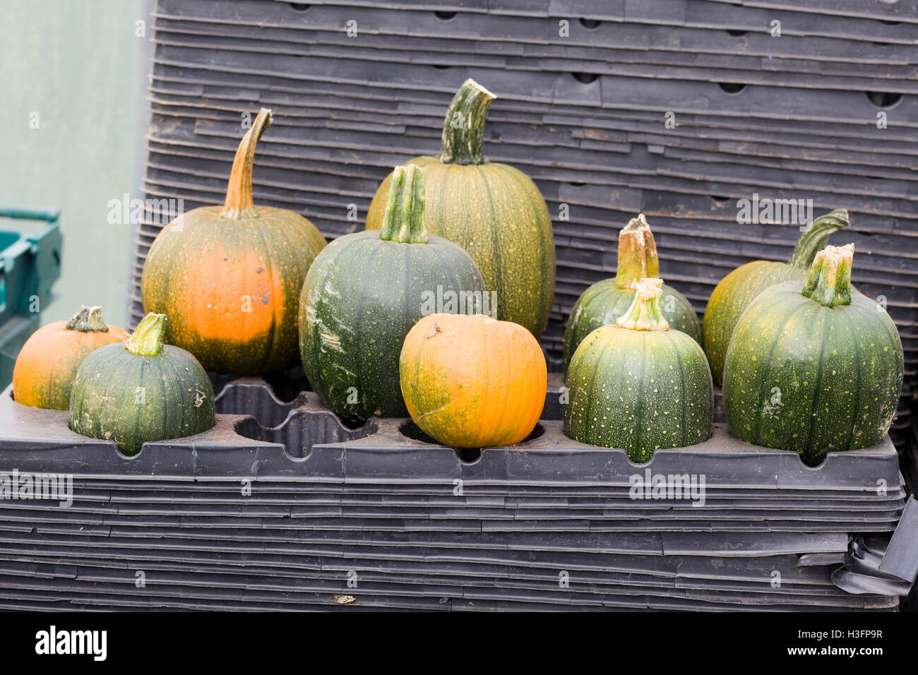 Cucurbita, Pumpkins Stock Photo