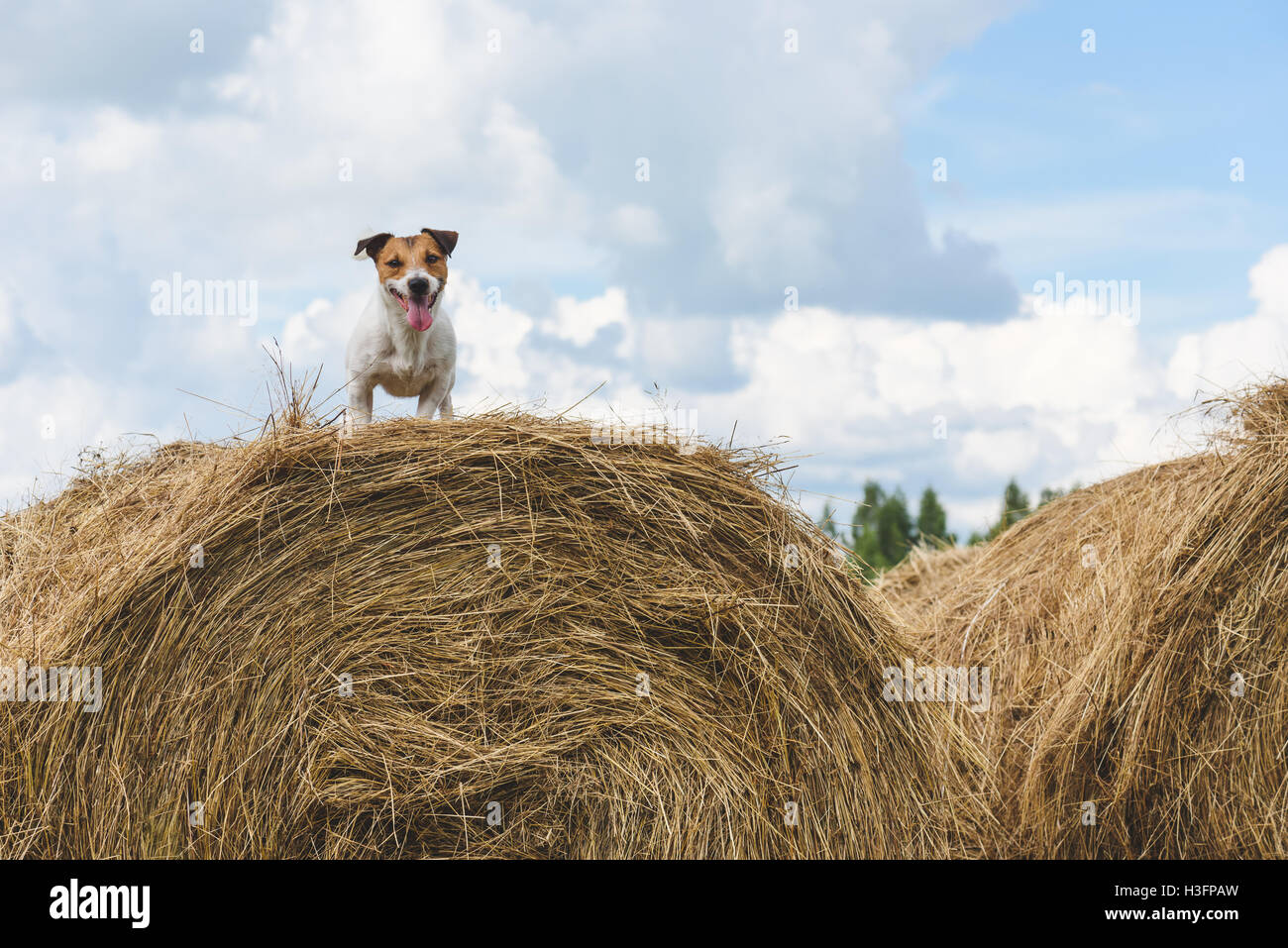 Dog standing on hay stack at farm field Stock Photo