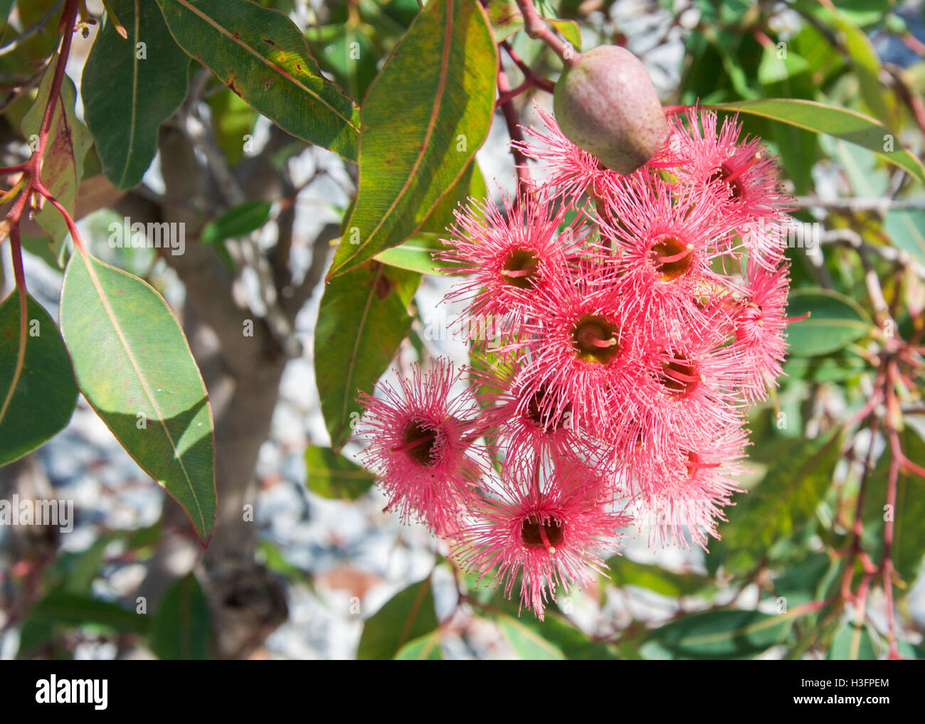 Red flowering eucalyptus plant with green foliage growing in Western