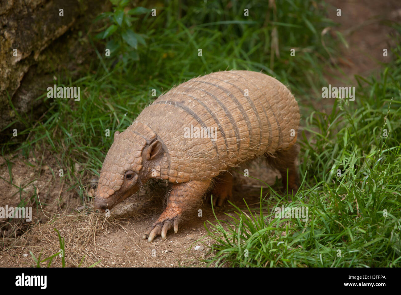 Sixbanded armadillo (Euphractus sexcinctus), also known as the yellow
