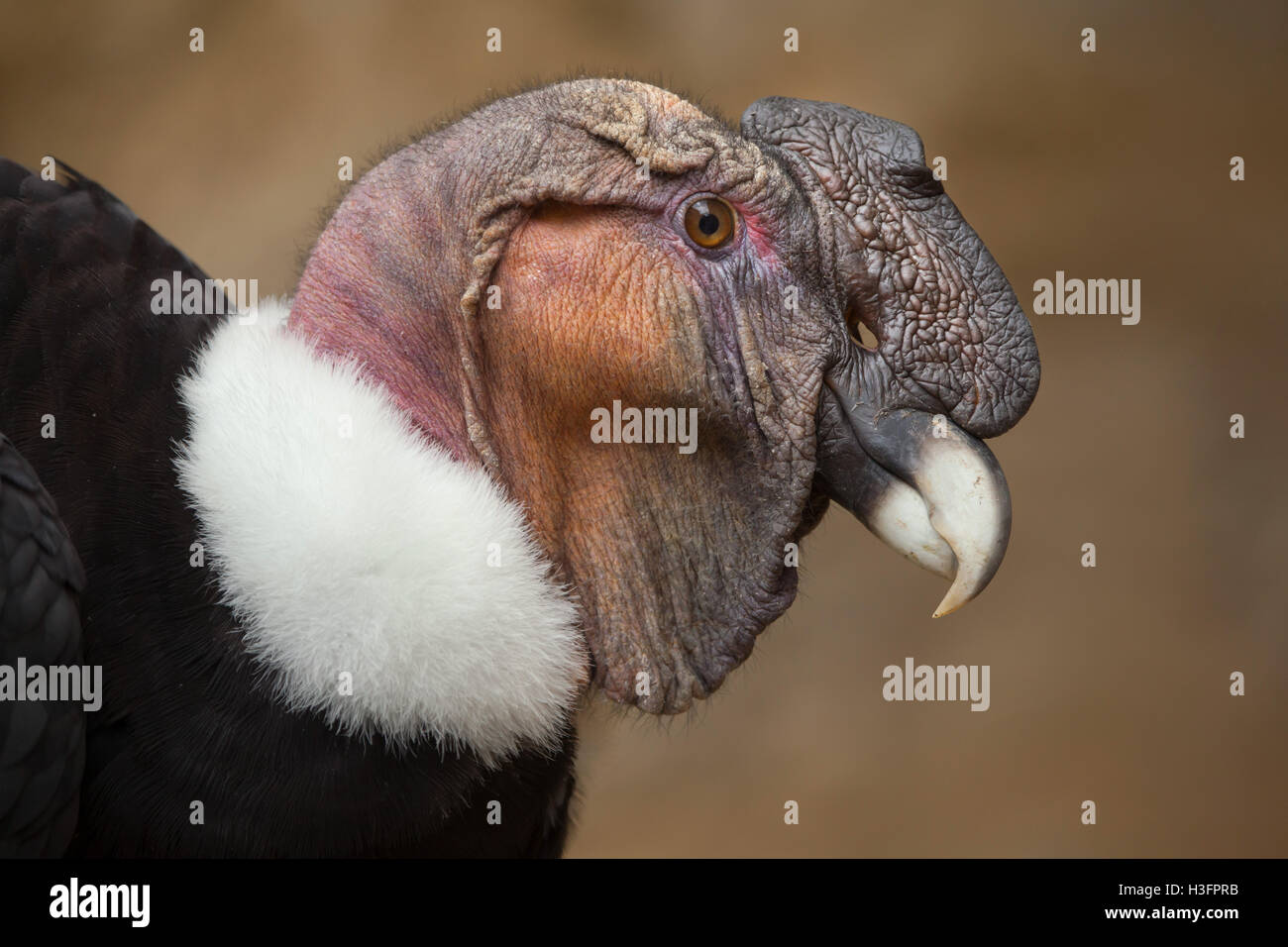 Andean condor (Vultur gryphus). Wildlife animal. Stock Photo