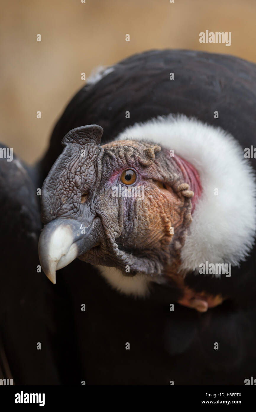1,614 Condor Animal Vector Royalty-Free Photos and Stock Images |  Shutterstock