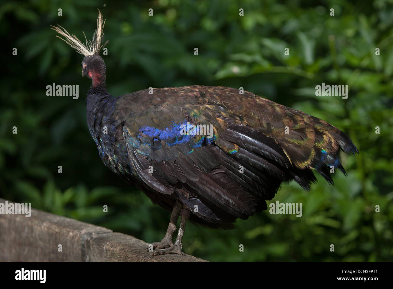 Congo peafowl afropavo congensis hires stock photography and images