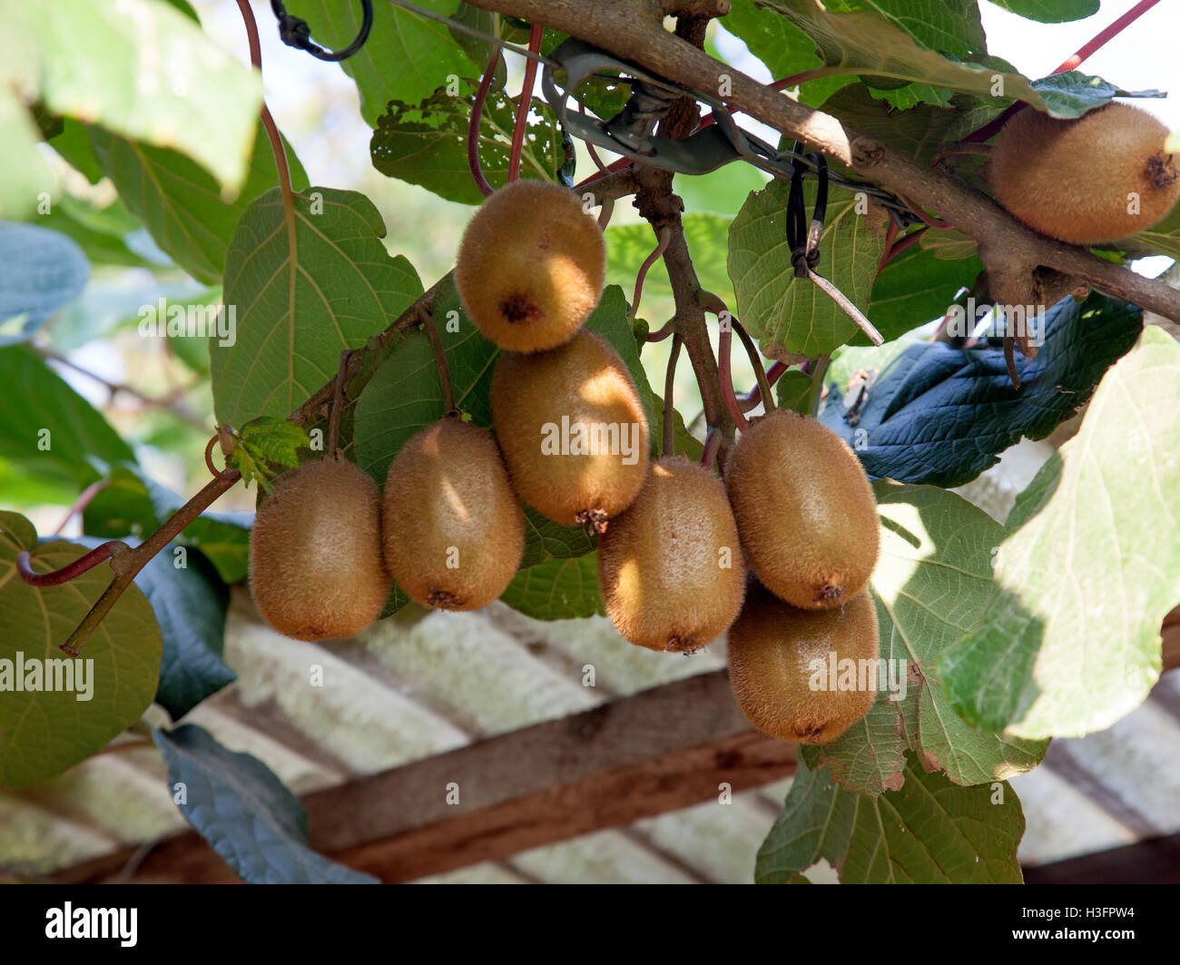 Kiwi tree garden hi-res stock photography and images - Alamy