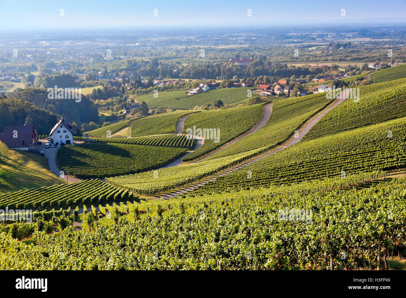 Vineyards at harvest time in Southern Germany Black Forest Region Ortenau Stock Photo