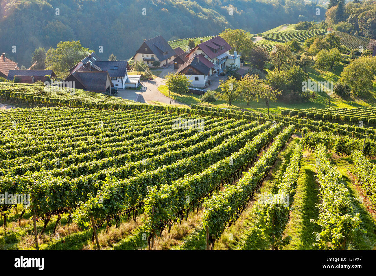 Vineyards at harvest time in Southern Germany Black Forest Region Ortenau Stock Photo