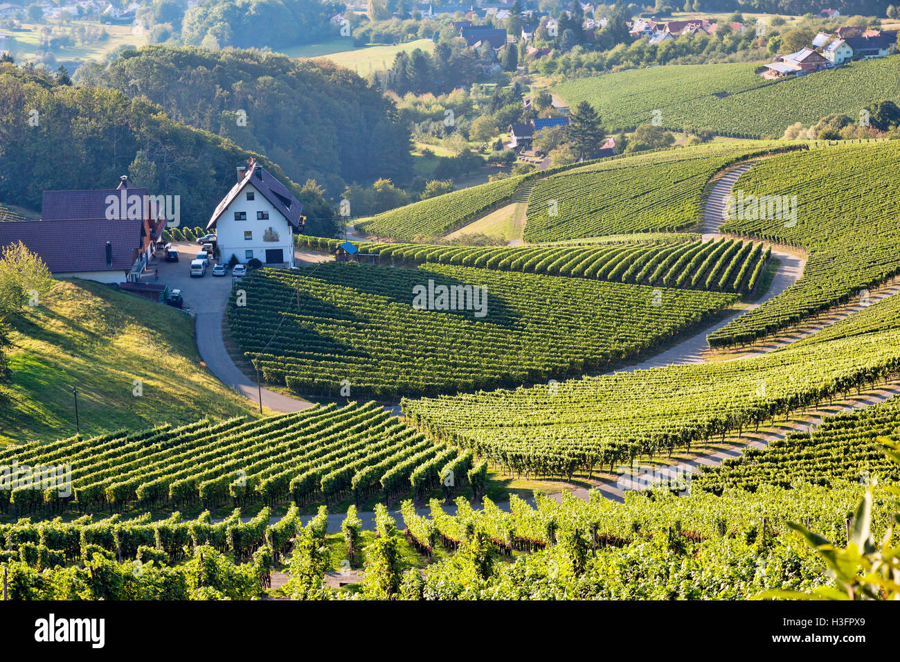 Vineyards at harvest time in Southern Germany Black Forest Region Ortenau Stock Photo