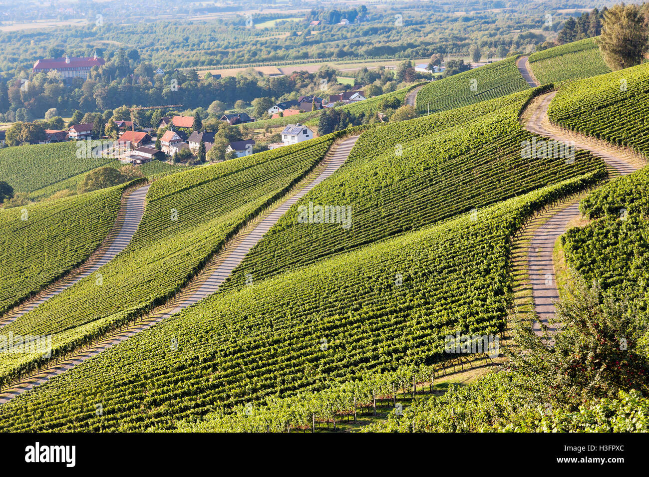 Vineyards at harvest time in Southern Germany Black Forest Region Ortenau Stock Photo