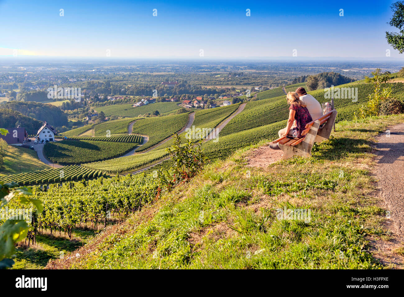 Vineyards at harvest time in Southern Germany Black Forest Region Ortenau Stock Photo