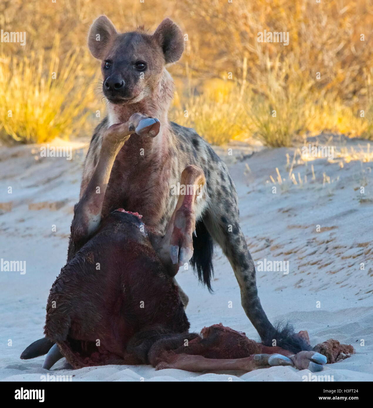 Hyena hunt hi-res stock photography and images - Alamy
