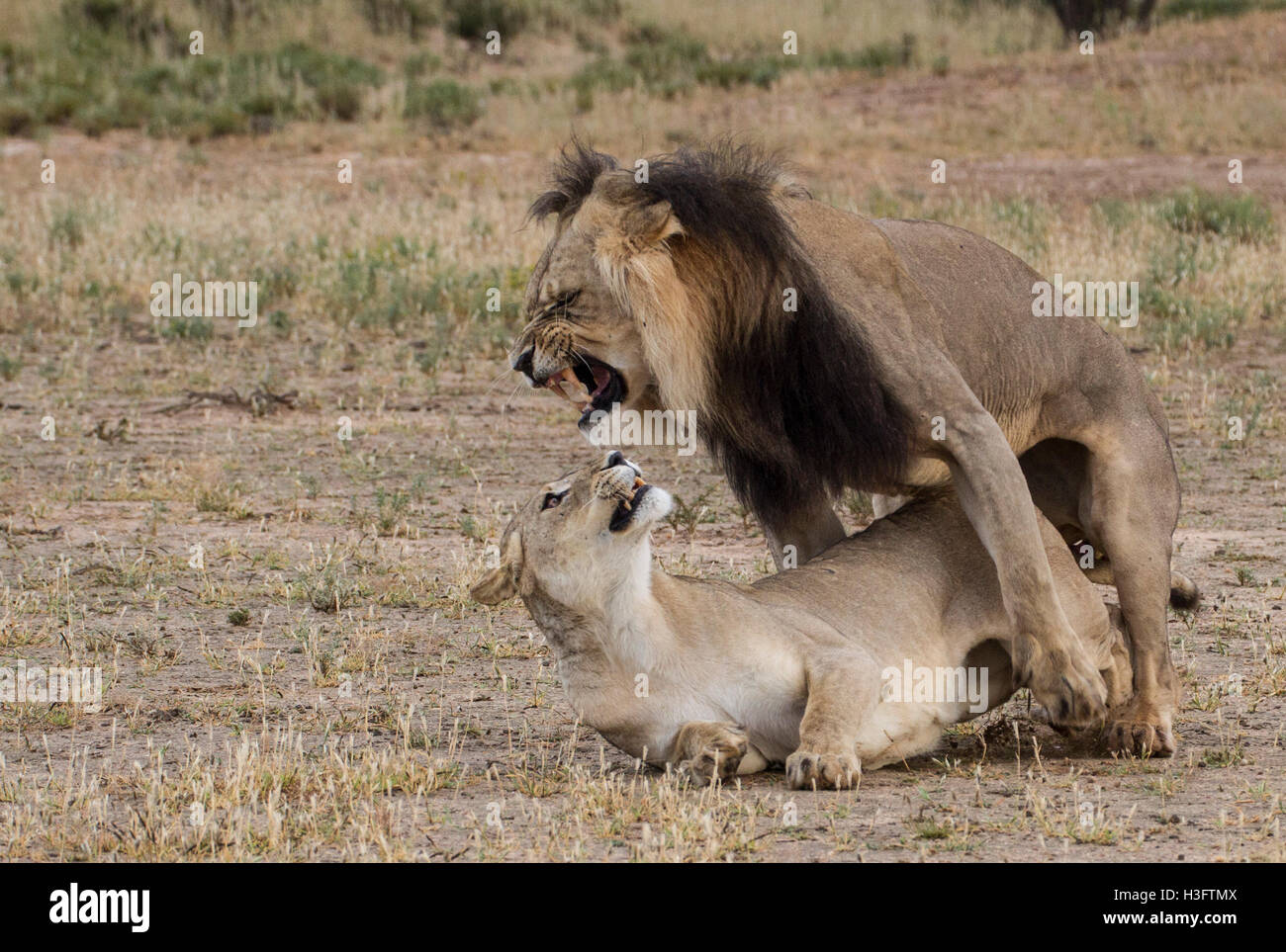 Two lions mating Stock Photo
