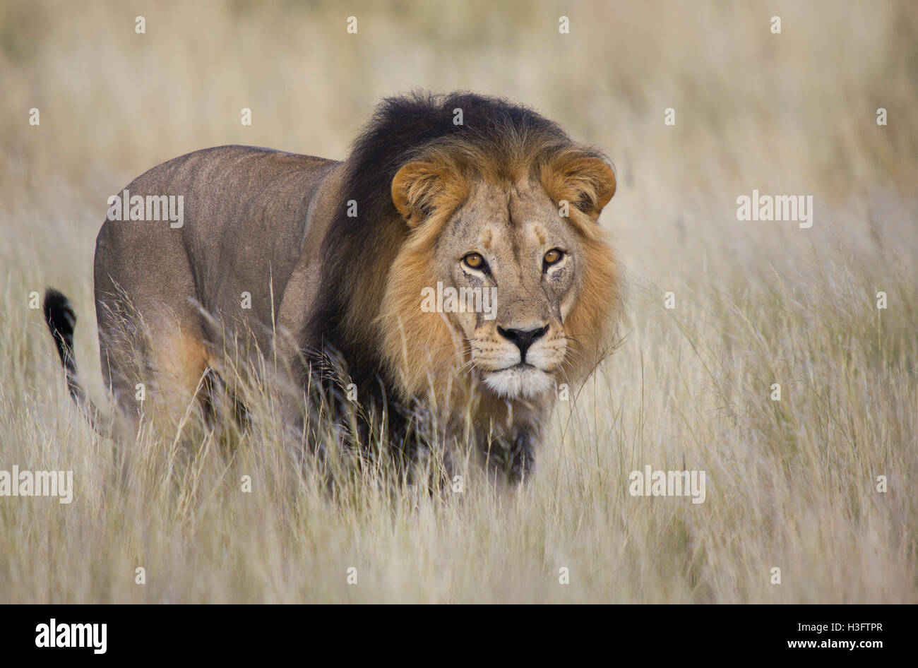 Male lion isolated in tall grass with eye contact Stock Photo