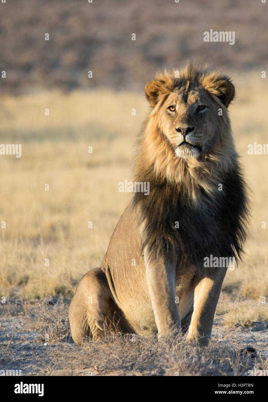Lion Sitting Upright