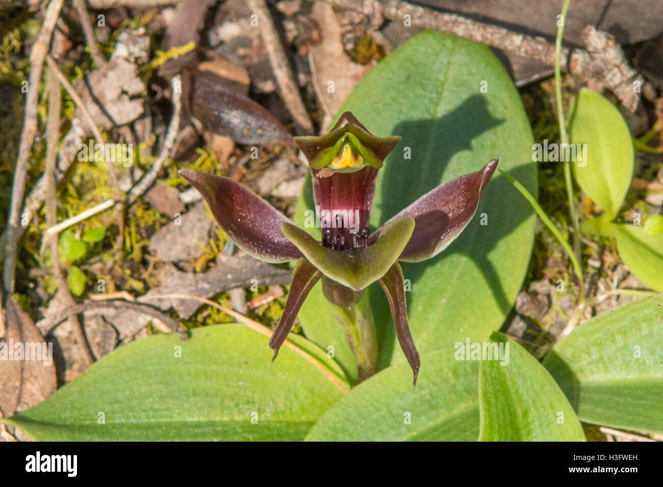 Chiloglottis valida, Common Bird Orchid in Baluk Willem Flora reserve, Belgrave South, Victoria, Australia Stock Photo