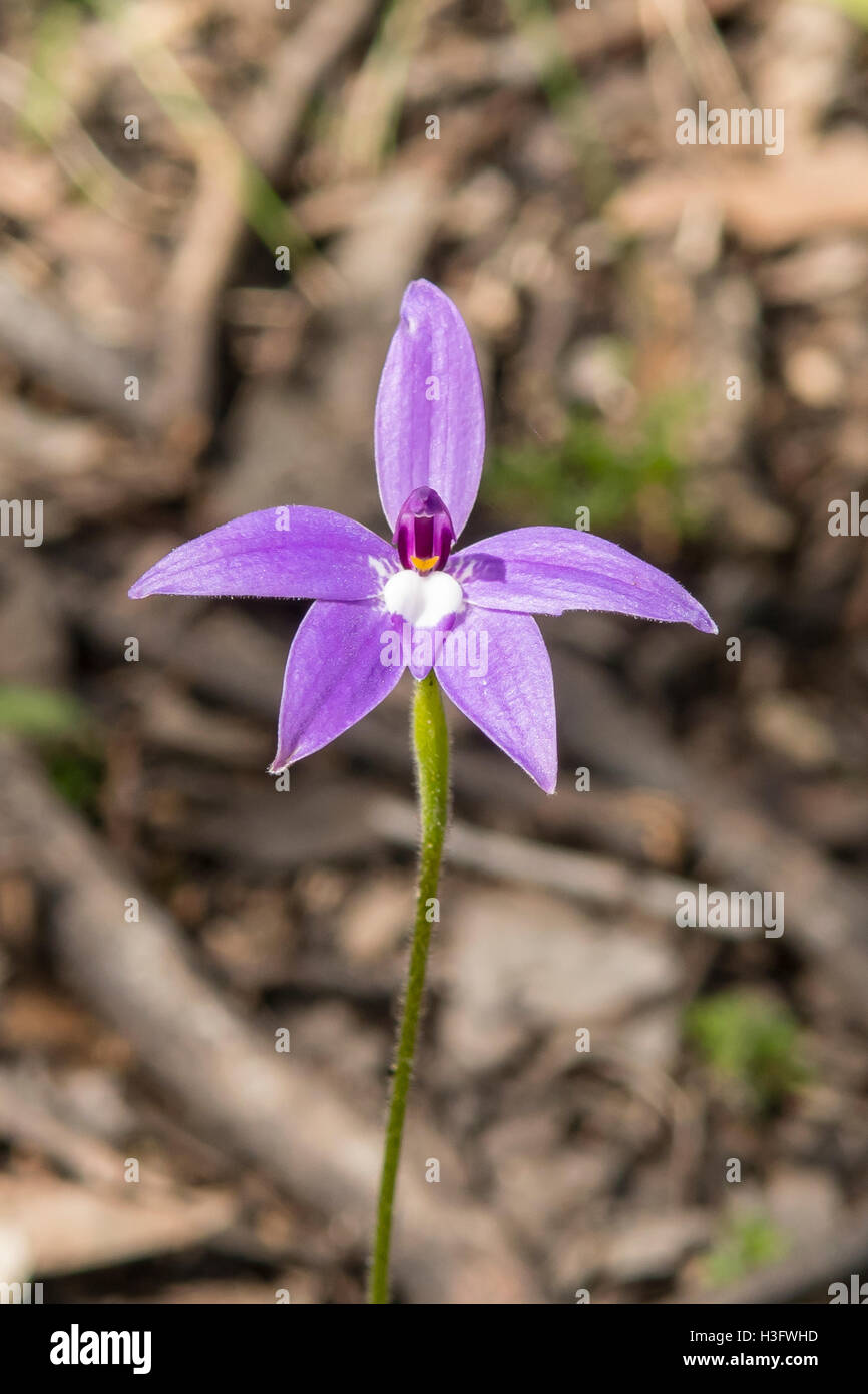 Glossodia major, Wax-lip Orchid in Boomers Reserve, Panton Hill, Victoria, Australia Stock Photo