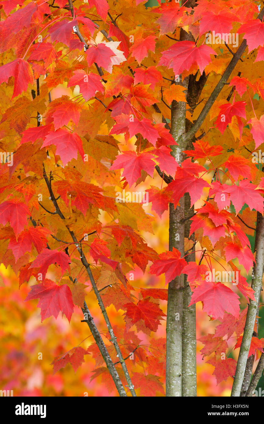 A closeup of part of a brightly colored maple tree turns red and gold