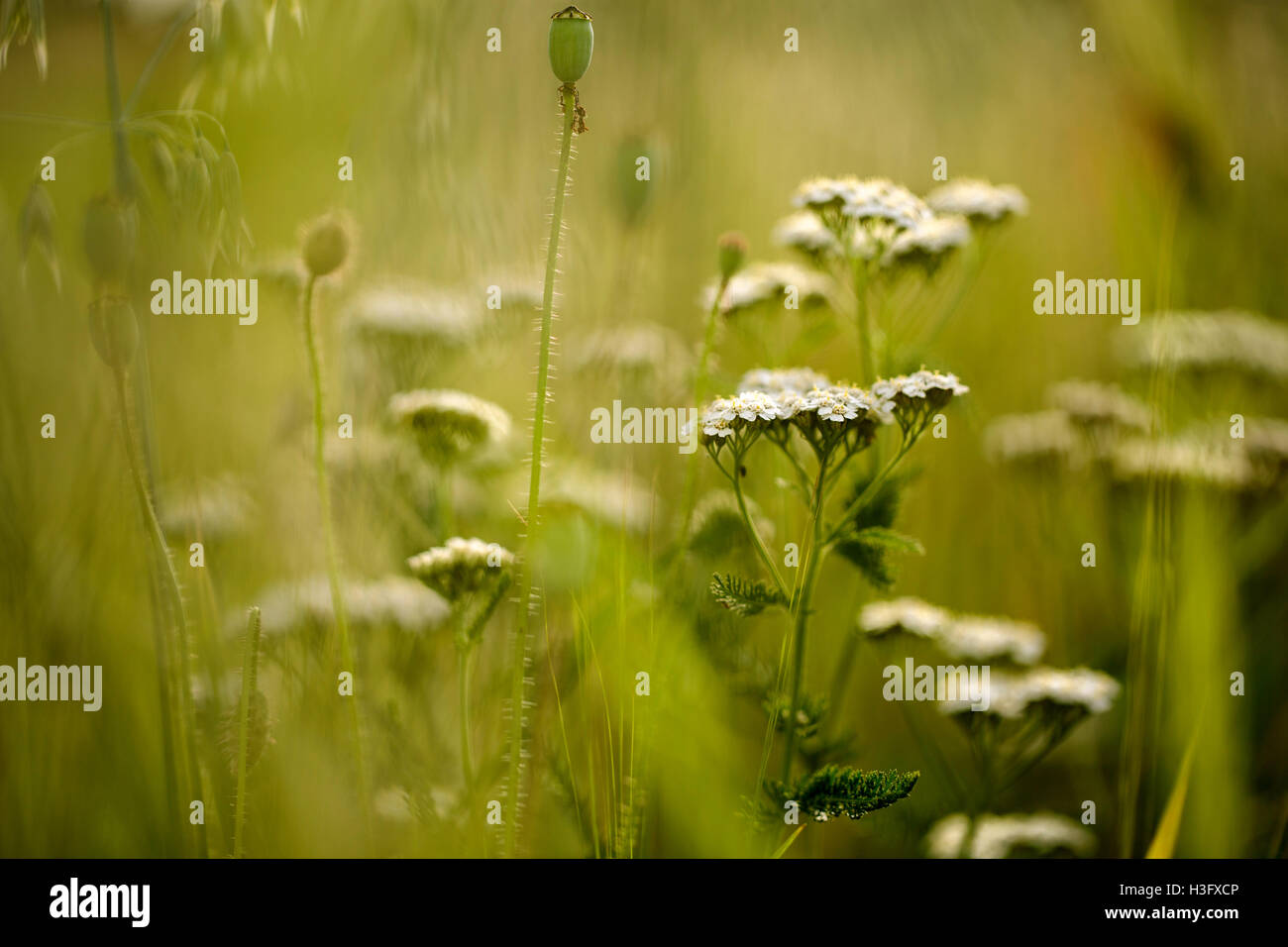 Close Up of Yarrow Umbels on the Summer Meadow with Soft Background Stock Photo